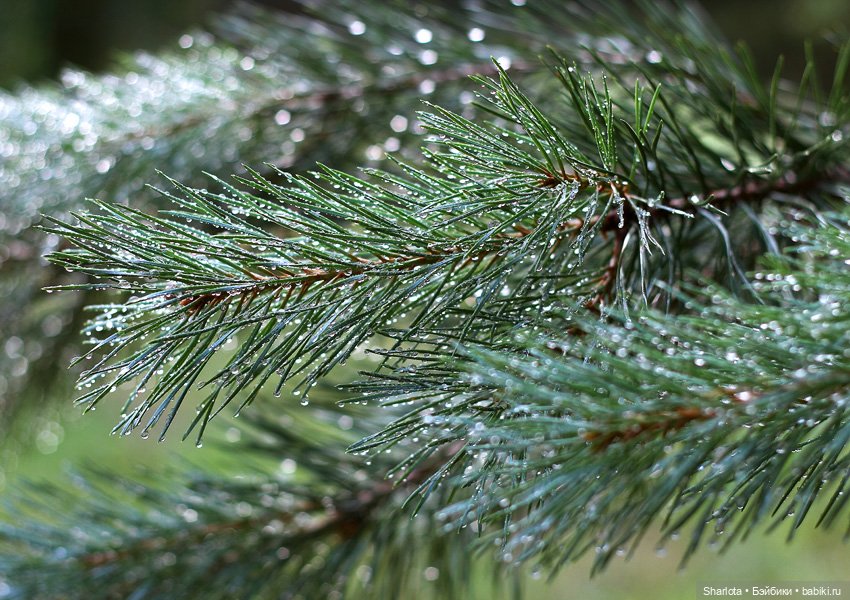 Быль или небыль — Куклы Atelier Momoni (Момони): авторские BJD (БЖД)