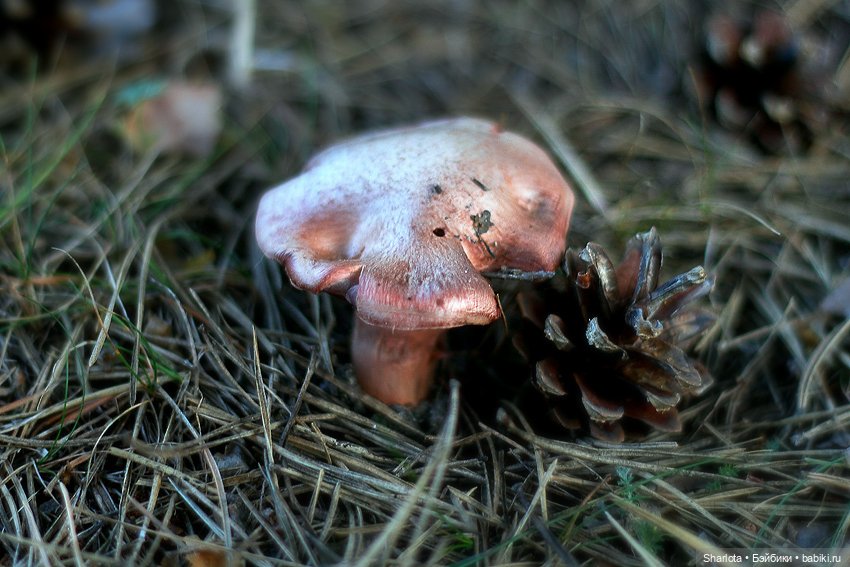 Быль или небыль — Куклы Atelier Momoni (Момони): авторские BJD (БЖД)