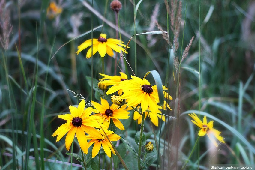 Быль или небыль — Куклы Atelier Momoni (Момони): авторские BJD (БЖД)