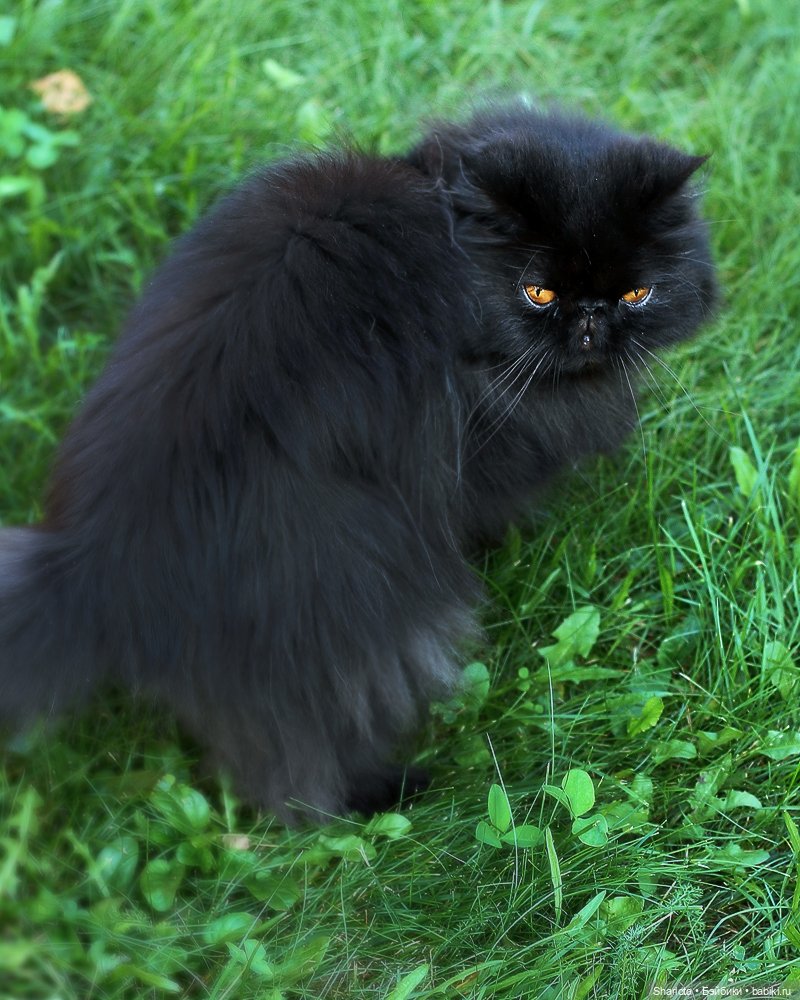 Быль или небыль — Куклы Atelier Momoni (Момони): авторские BJD (БЖД)