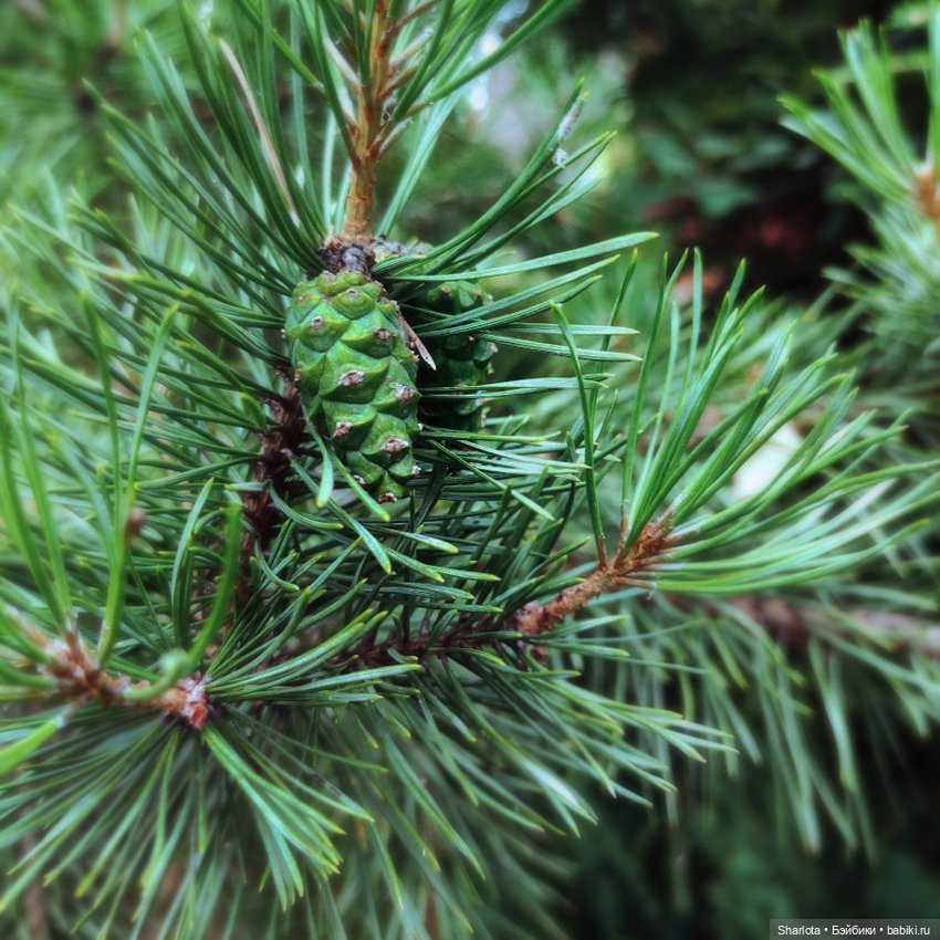 Быль или небыль — Куклы Atelier Momoni (Момони): авторские BJD (БЖД)