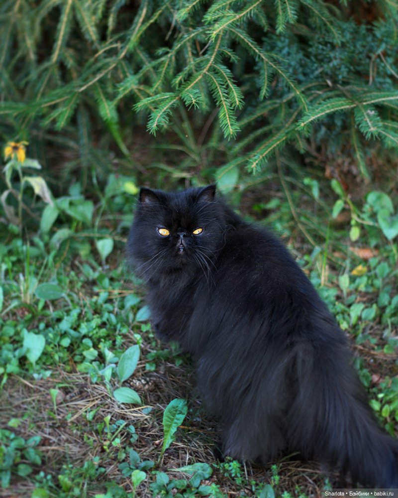 Про Бон-Бон, тыкву и козлов