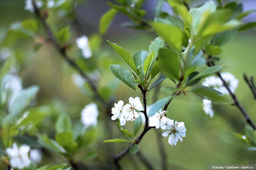 Про Бон-Бон, тыкву и козлов (фото 6)