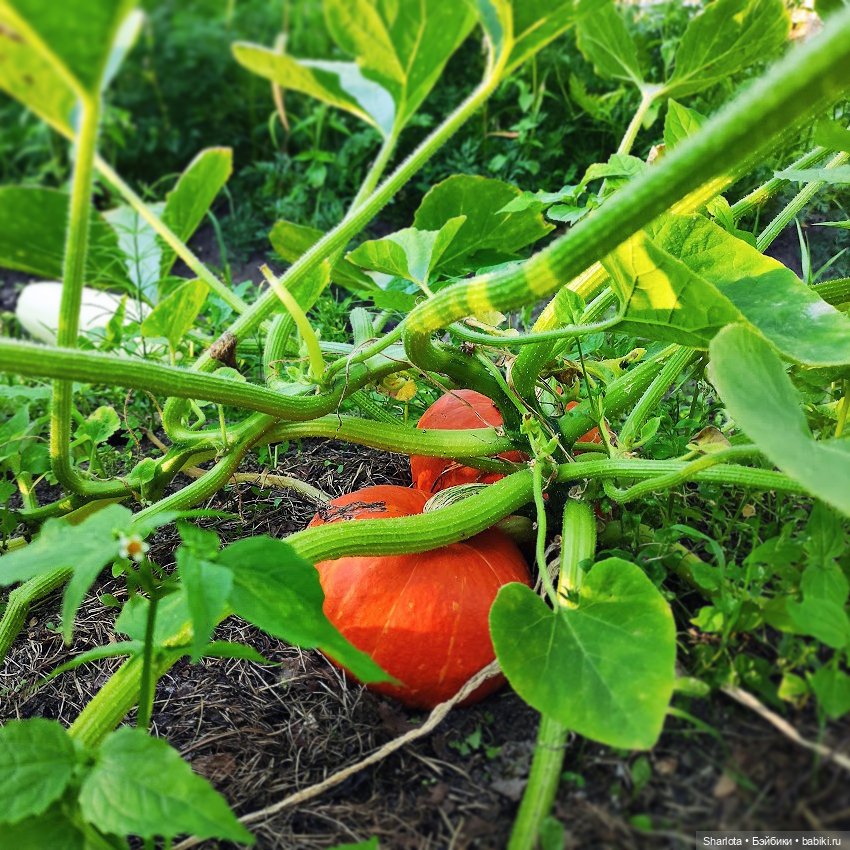 Про Бон-Бон, тыкву и козлов