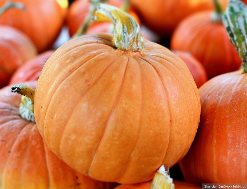 Про Бон-Бон, тыкву и козлов