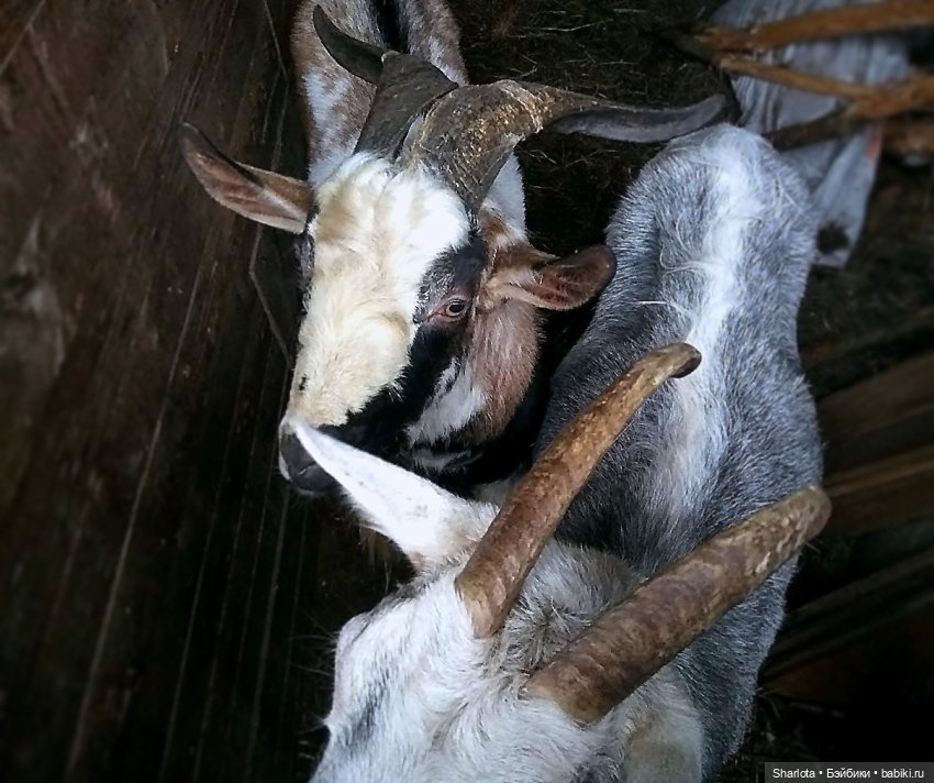 Про Бон-Бон, тыкву и козлов