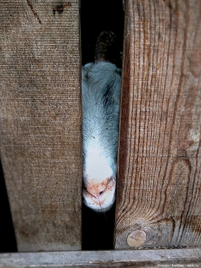 Про Бон-Бон, тыкву и козлов