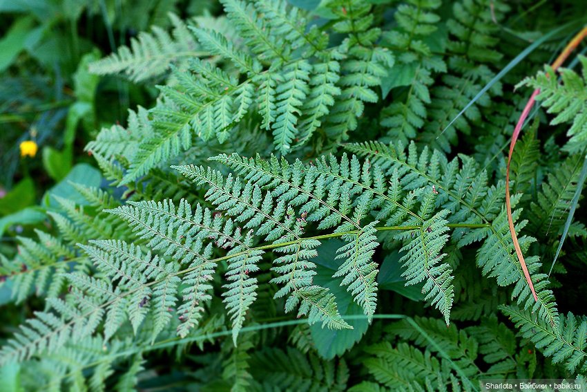 Про Бон-Бон, тыкву и козлов