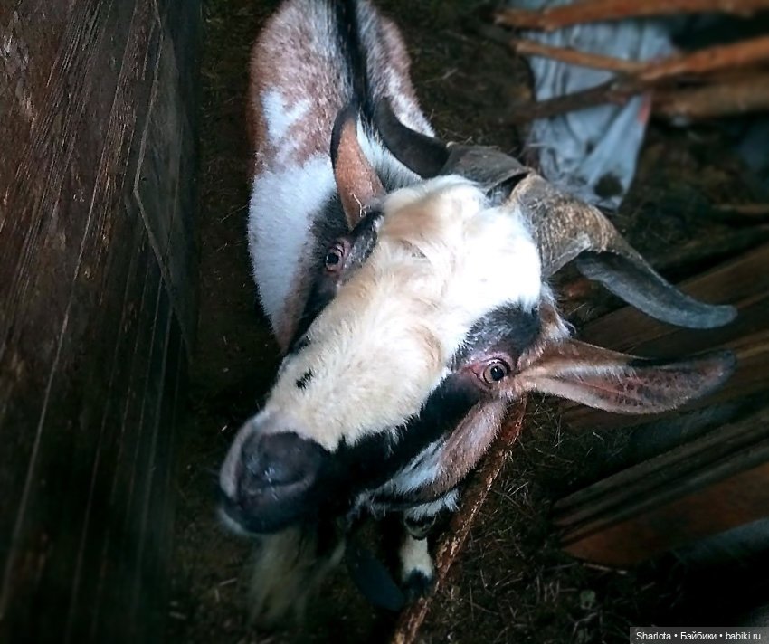 Про Бон-Бон, тыкву и козлов