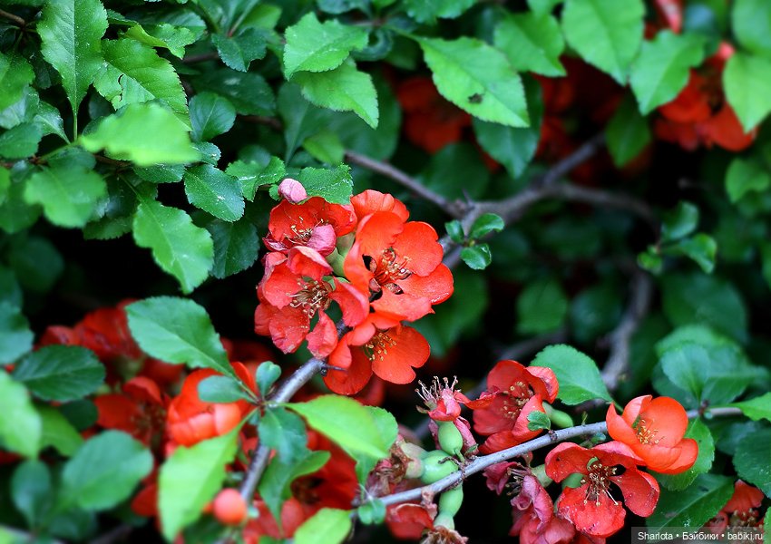 Про Бон-Бон, тыкву и козлов