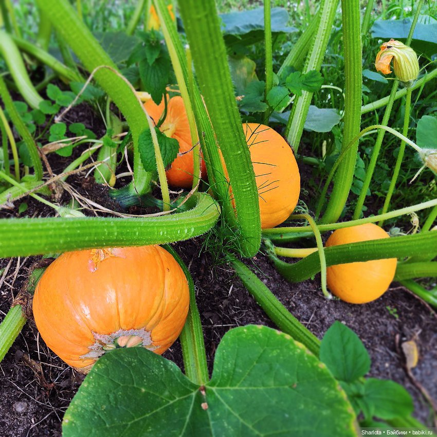 Про Бон-Бон, тыкву и козлов