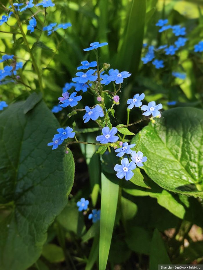 Про Бон-Бон, тыкву и козлов