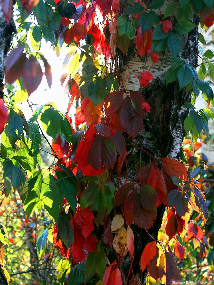 Искусство куклы 2025 моими глазами. Финал | Бэйбики Искусство куклы 2025 моими глазами. Финал