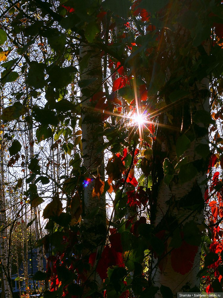 Искусство куклы 2025 моими глазами. Финал | Бэйбики Искусство куклы 2025 моими глазами. Финал