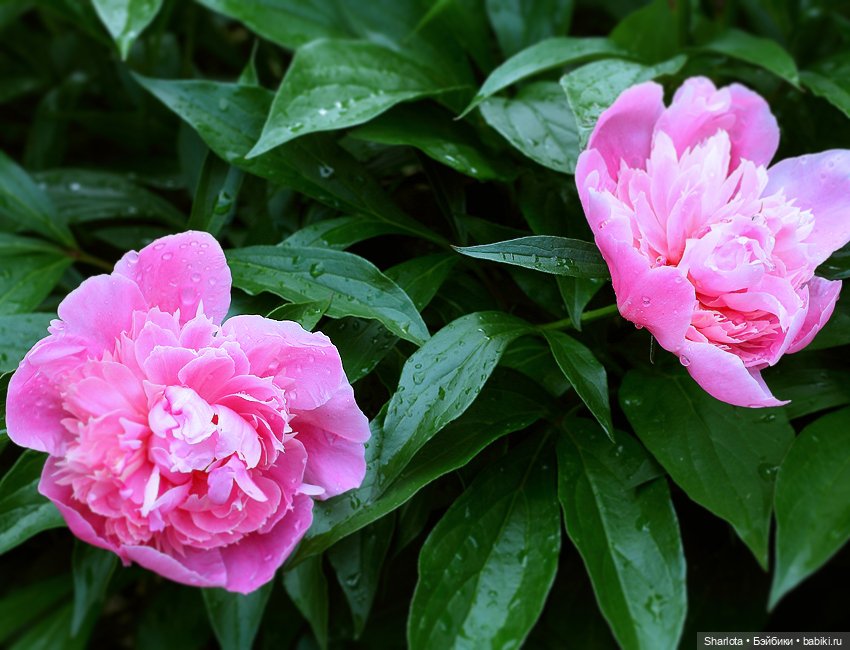 Лариска, Гном и немного лета