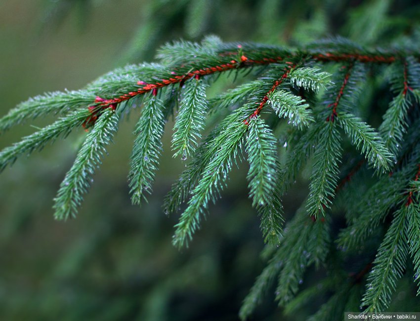 Лариска, Гном и немного лета
