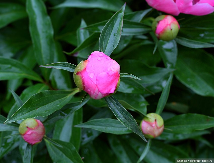 Лариска, Гном и немного лета (фото 10)