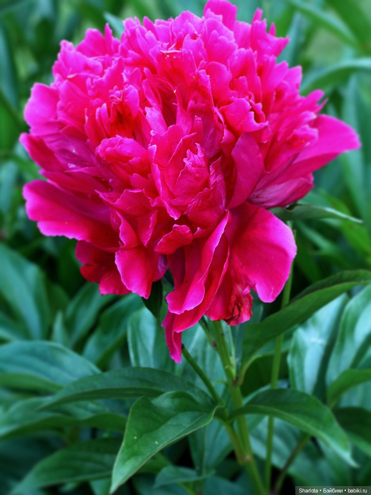 Лариска, Гном и немного лета