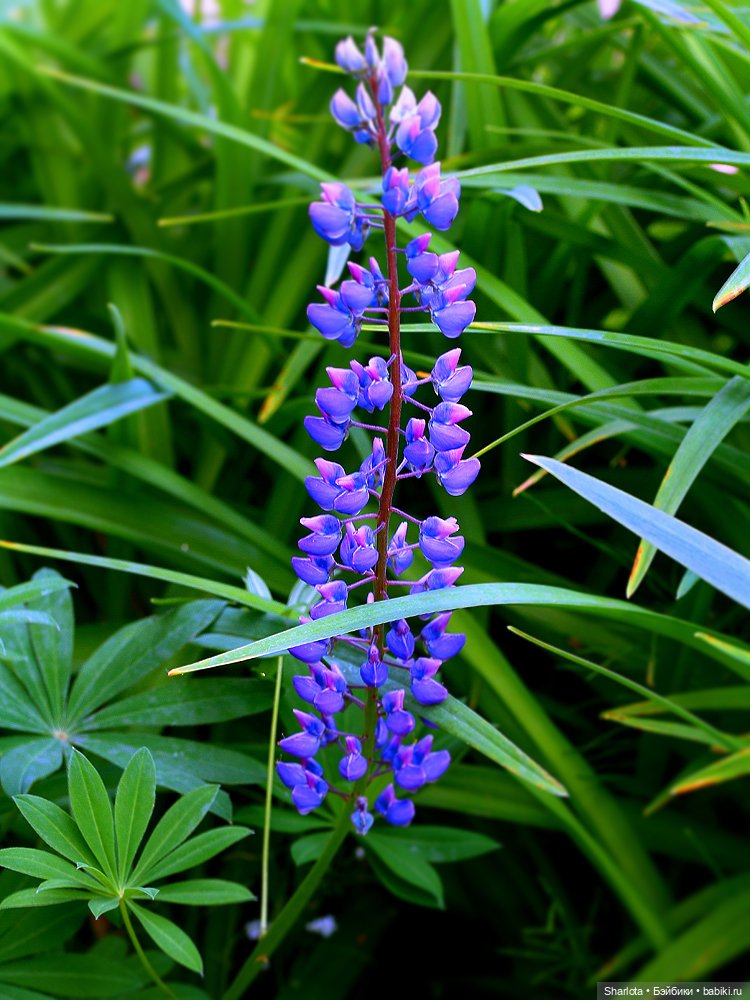 Лариска, Гном и немного лета
