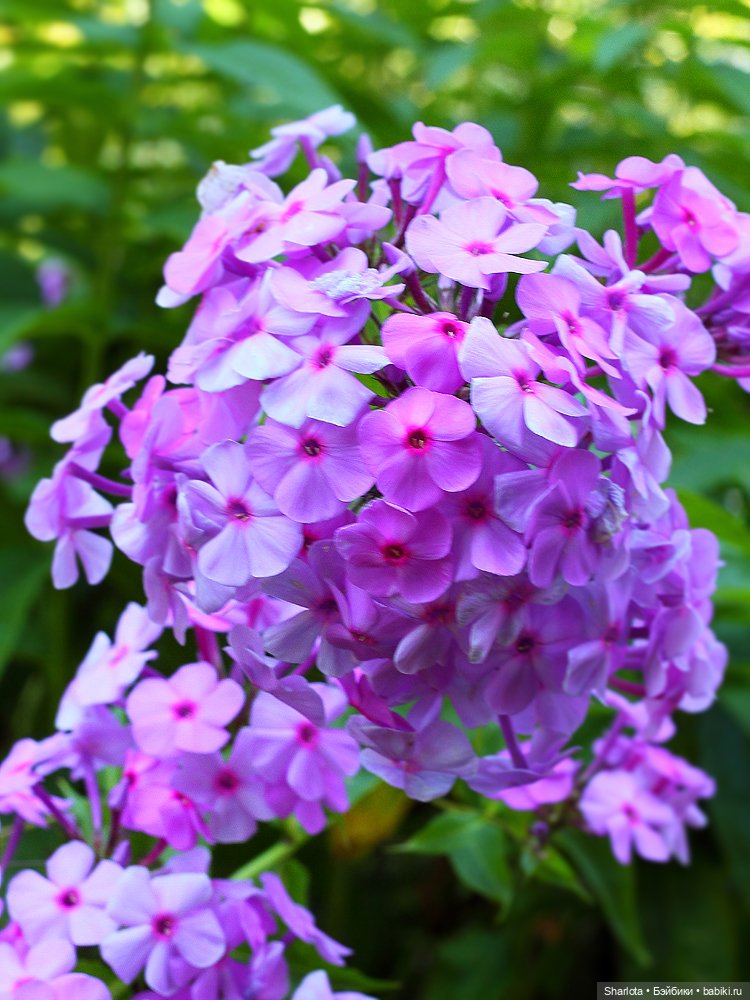 Лариска, Гном и немного лета