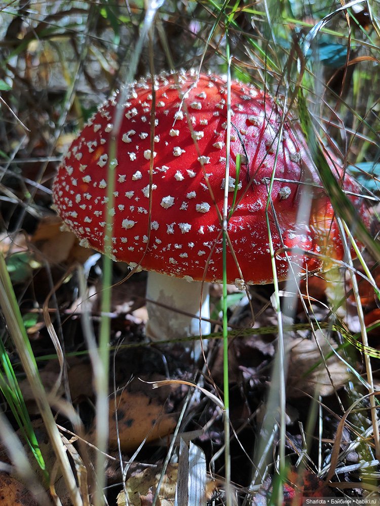 Лариска, Гном и немного лета