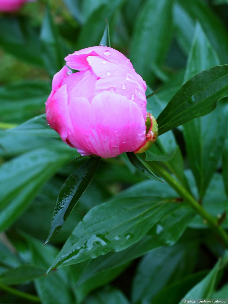 Лариска, Гном и немного лета (фото 3)