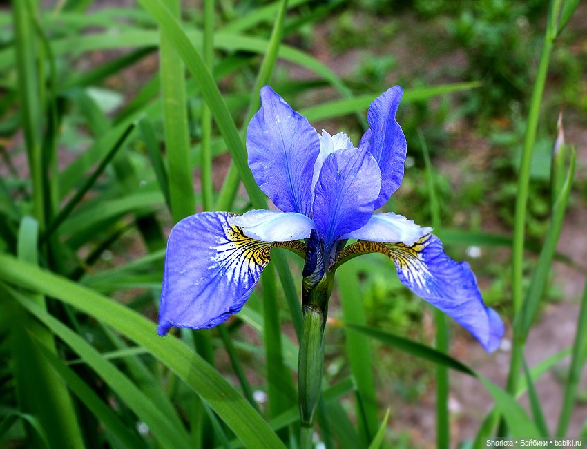 Лариска, Гном и немного лета