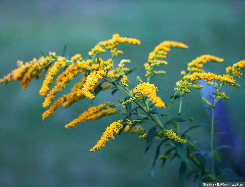 Лариска, Гном и немного лета