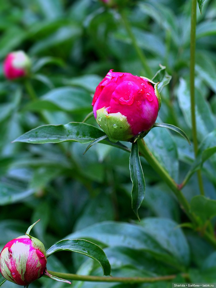 Лариска, Гном и немного лета
