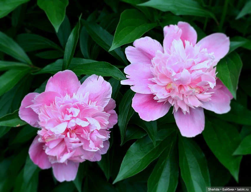 Лариска, Гном и немного лета (фото 4)