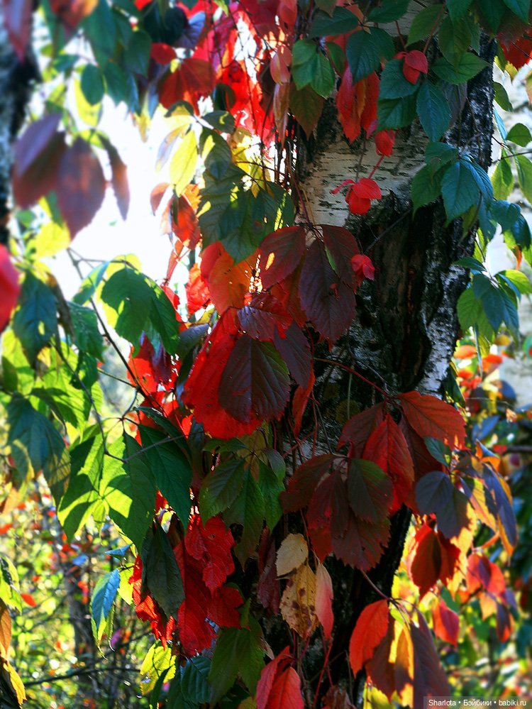 Лариска, Гном и немного лета