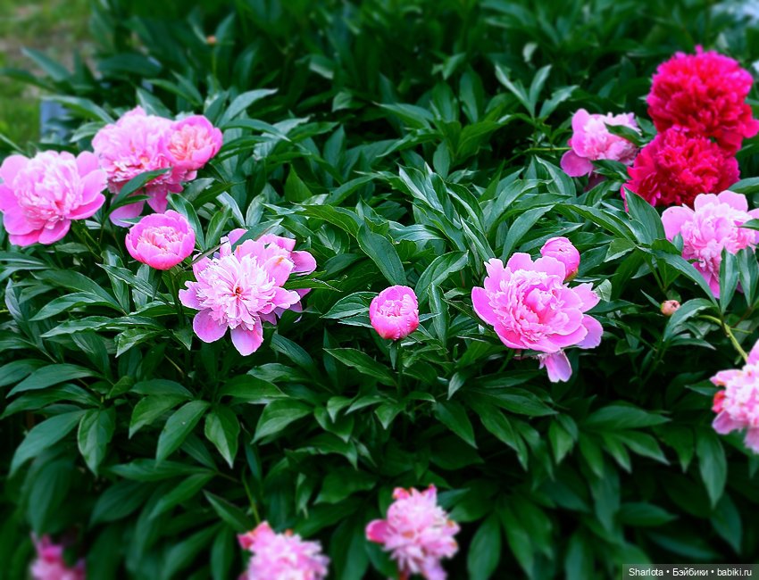 Лариска, Гном и немного лета