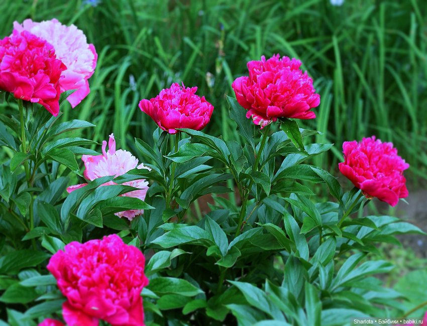 Лариска, Гном и немного лета (фото 5)