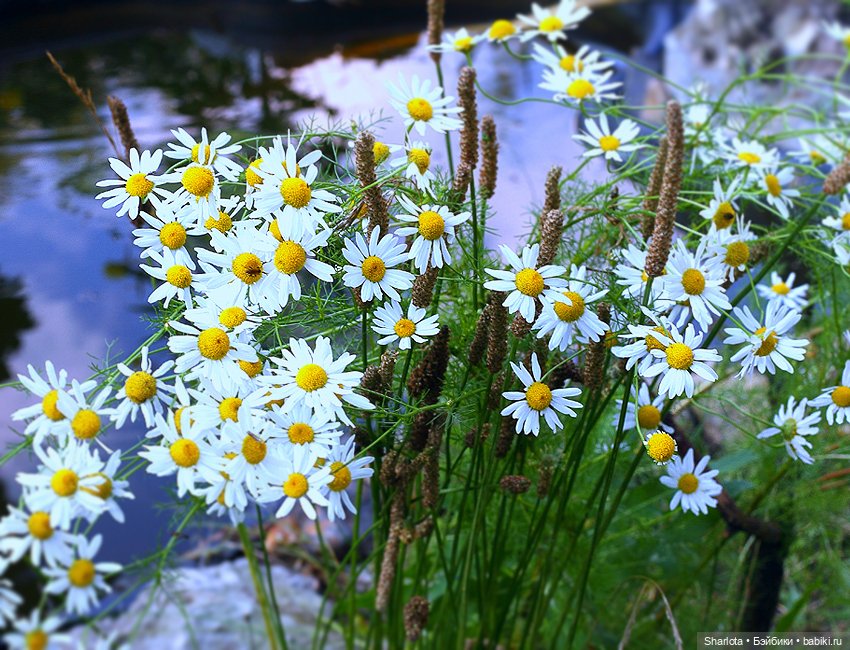 Лариска, Гном и немного лета