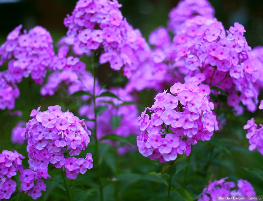 Лариска, Гном и немного лета