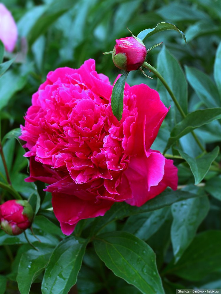 Лариска, Гном и немного лета