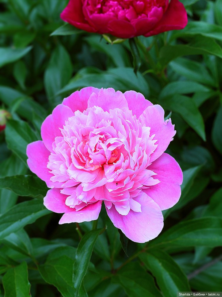 Лариска, Гном и немного лета