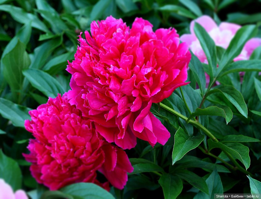 Лариска, Гном и немного лета (фото 8)