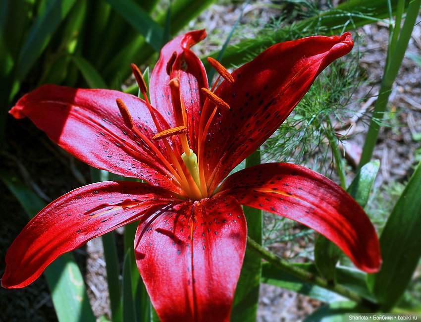 Лариска, Гном и немного лета