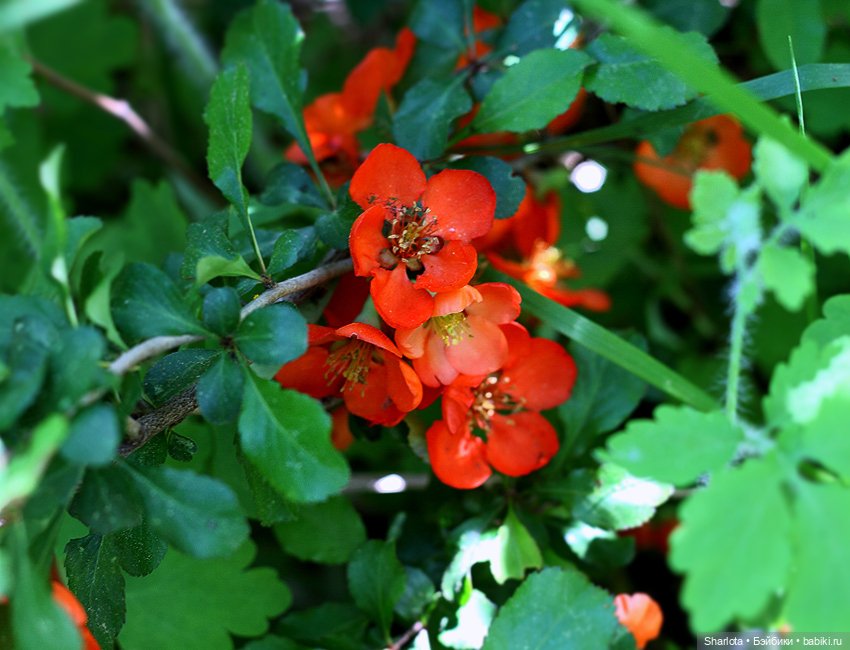 Лариска, Гном и немного лета