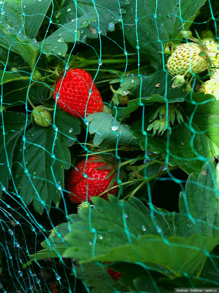 Не теряйте друзей — Куклы Kaye Wiggs (Кайе Виггс): авторские BJD (БЖД)