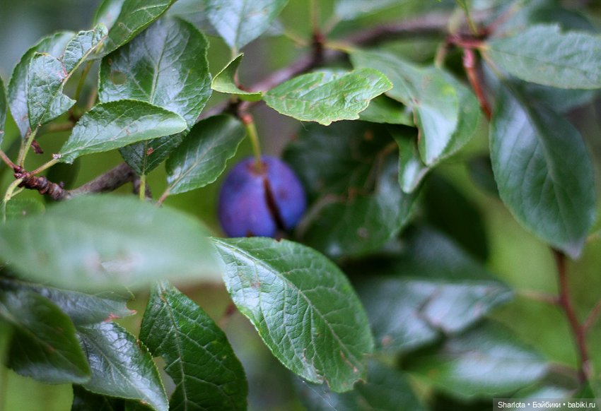 Не теряйте друзей — Куклы Kaye Wiggs (Кайе Виггс): авторские BJD (БЖД)