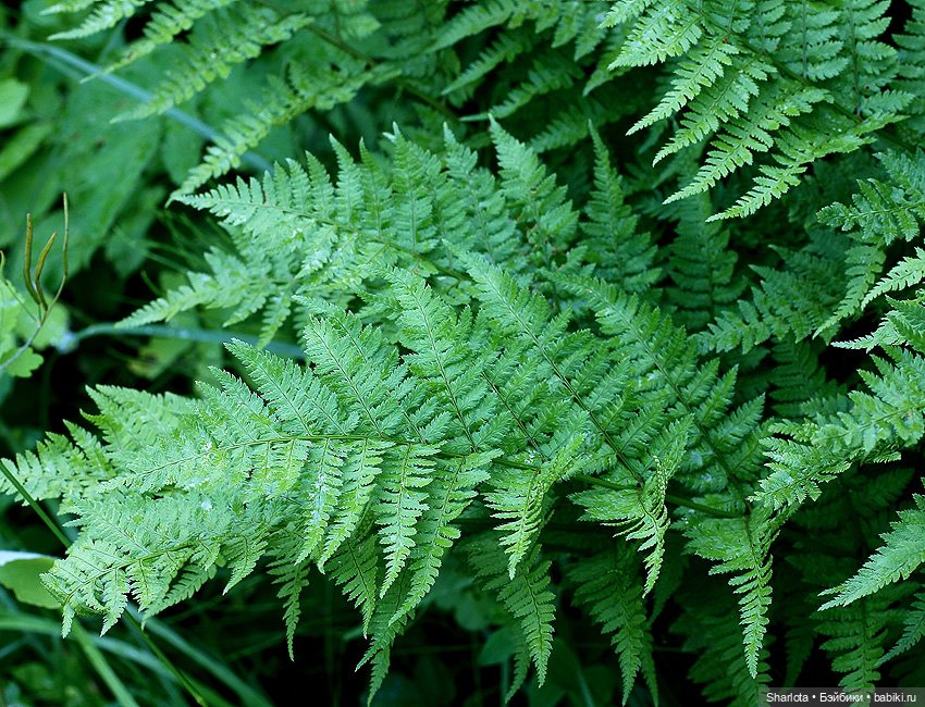 Не теряйте друзей — Куклы Kaye Wiggs (Кайе Виггс): авторские BJD (БЖД)