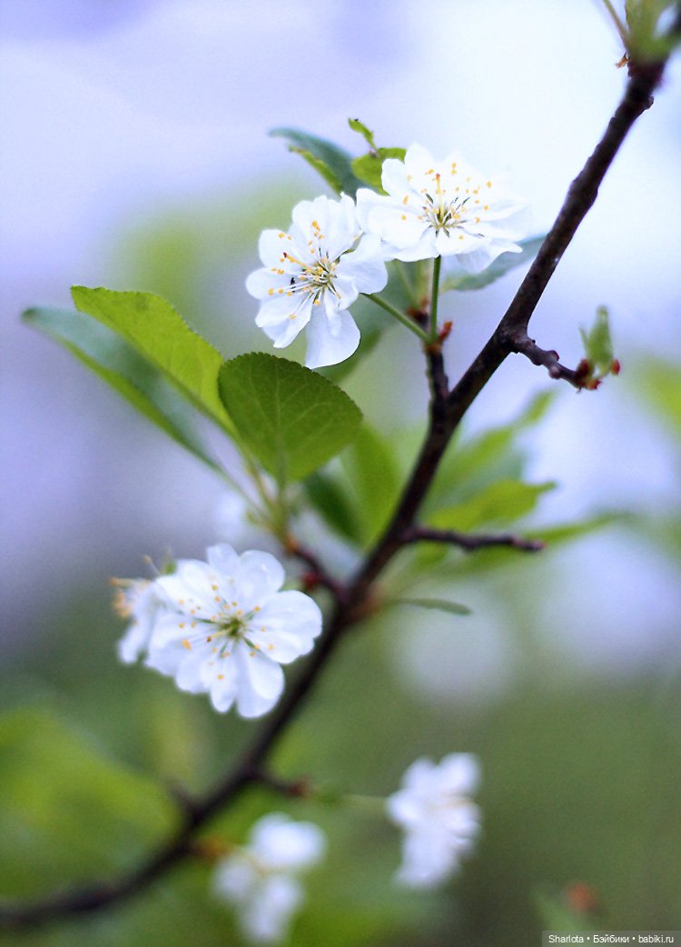 Не теряйте друзей — Куклы Kaye Wiggs (Кайе Виггс): авторские BJD (БЖД)