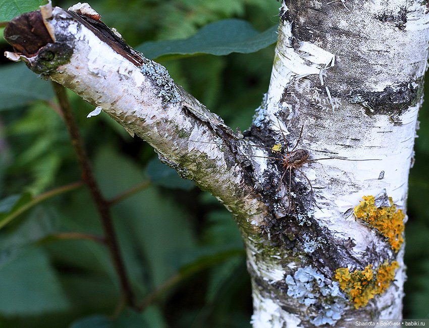 Не теряйте друзей — Куклы Kaye Wiggs (Кайе Виггс): авторские BJD (БЖД)