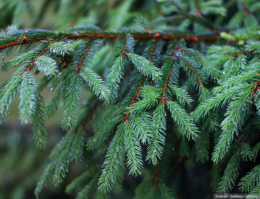 Не теряйте друзей — Куклы Kaye Wiggs (Кайе Виггс): авторские BJD (БЖД)