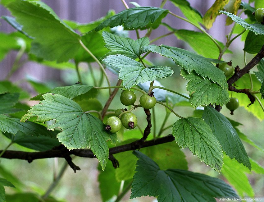 Не теряйте друзей — Куклы Kaye Wiggs (Кайе Виггс): авторские BJD (БЖД)