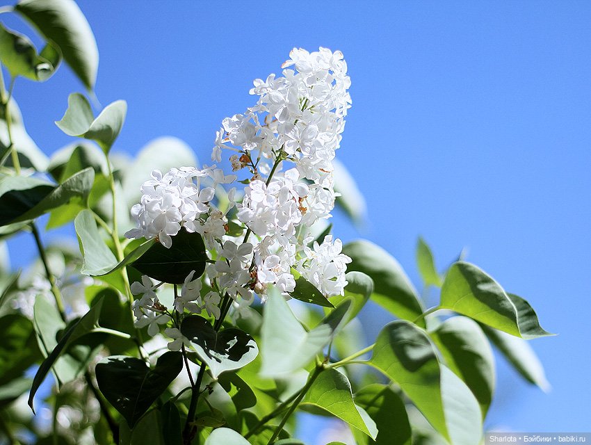 Не теряйте друзей — Куклы Kaye Wiggs (Кайе Виггс): авторские BJD (БЖД) (фото 10)