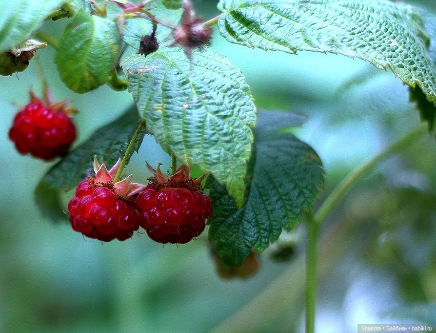 Не теряйте друзей — Куклы Kaye Wiggs (Кайе Виггс): авторские BJD (БЖД)