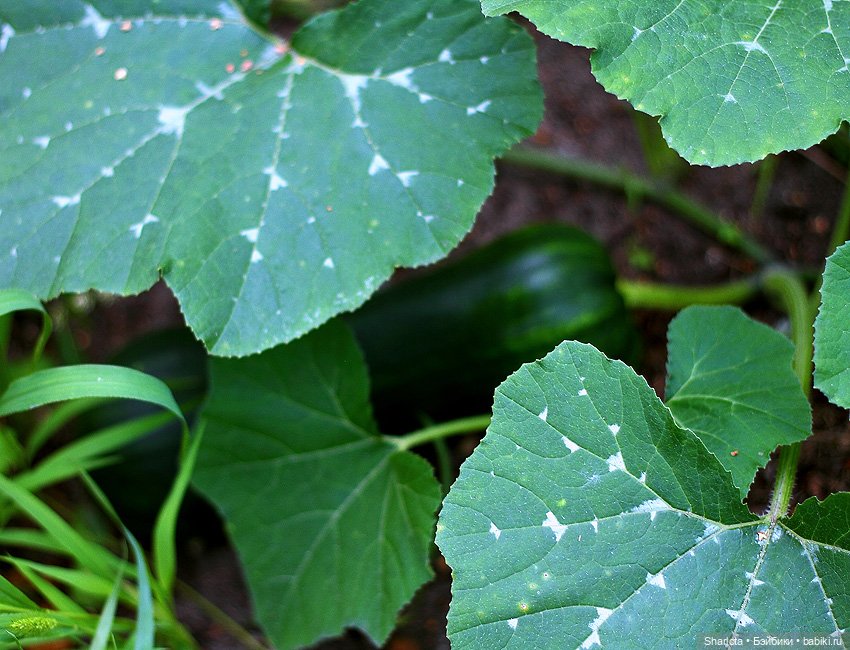 Не теряйте друзей — Куклы Kaye Wiggs (Кайе Виггс): авторские BJD (БЖД)